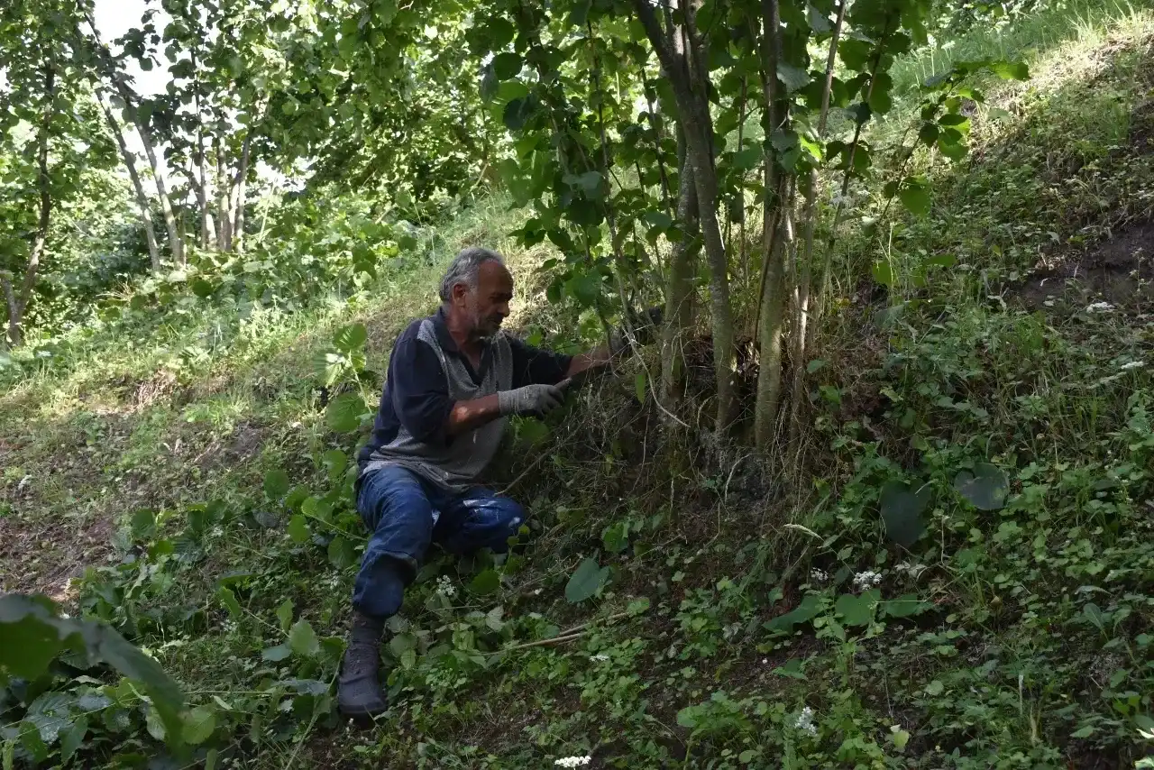 Hasat başlangıcı