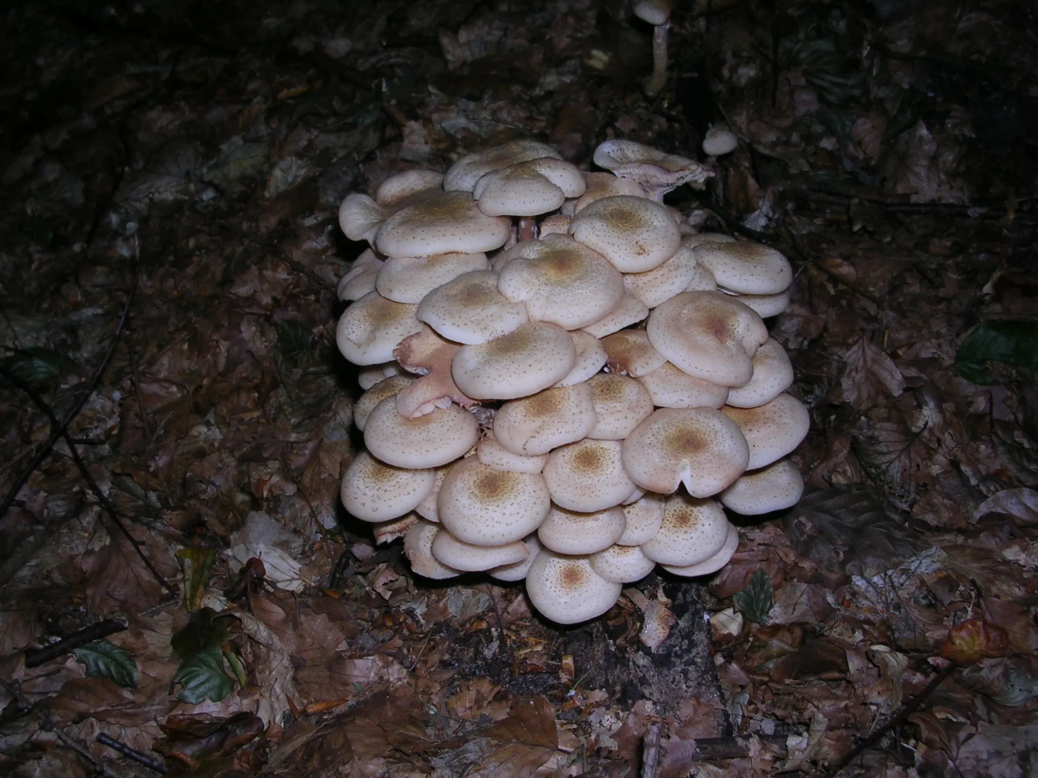 Fındık Kök Çürüklüğü: Armillaria ve Rosellinia Mücadele Rehberi